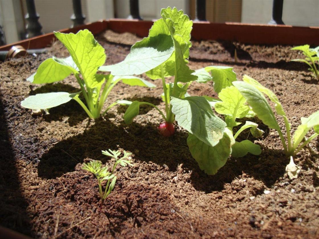 Vista de flores de pepino, calabaza y tomate, en una imagen de archivo. EFE/Fernando Bravo