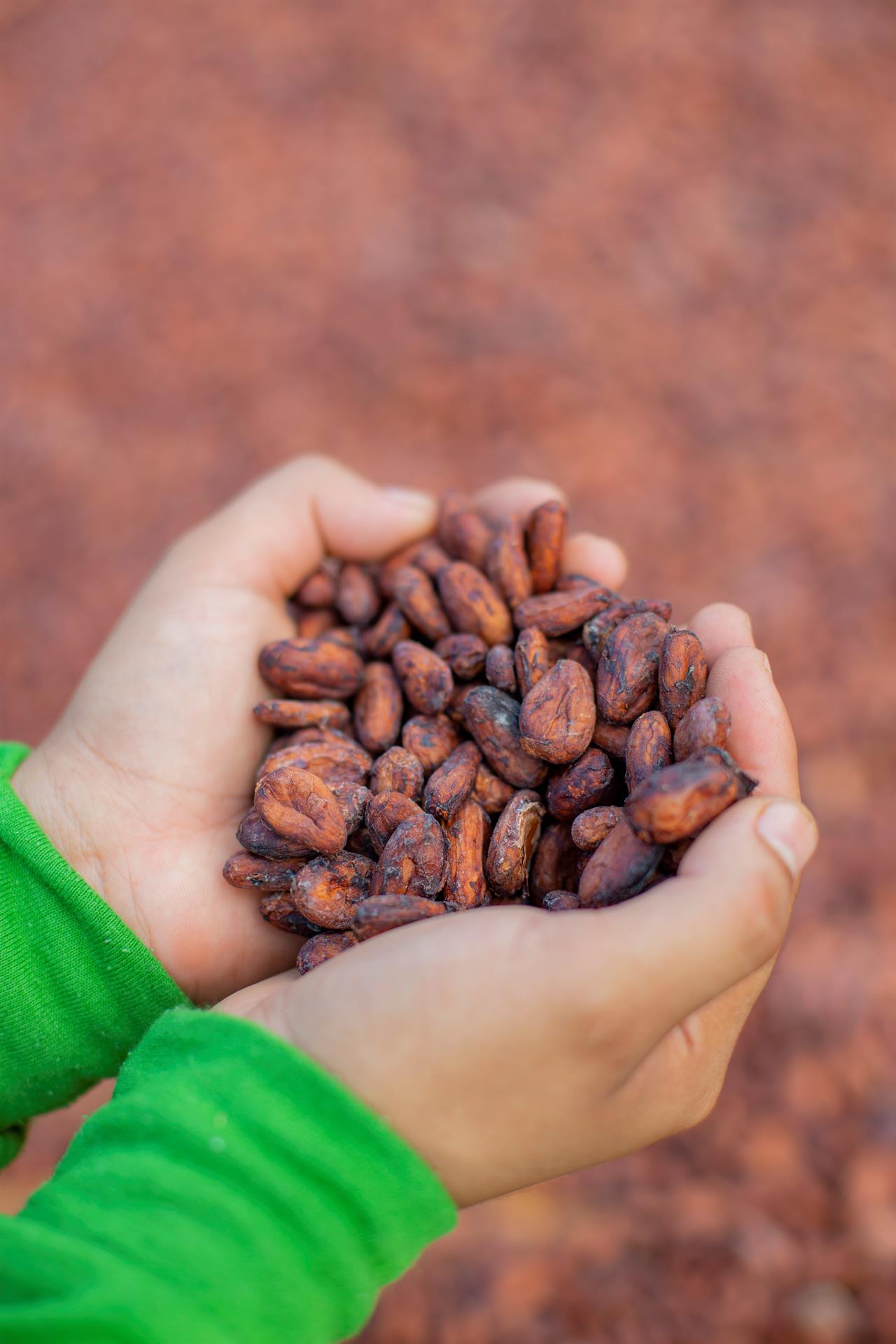Fotografía cedida hoy por Rikolto que muestra a una persona que sostiene semillas de cacao durante una capacitación sobre cultivo de este alimento en el Centro Universitario Regional del Litoral Atlántico (UNAH - CURLA), en La Ceiba (Honduras). EFE/Rikolto / Daniela Rivera
