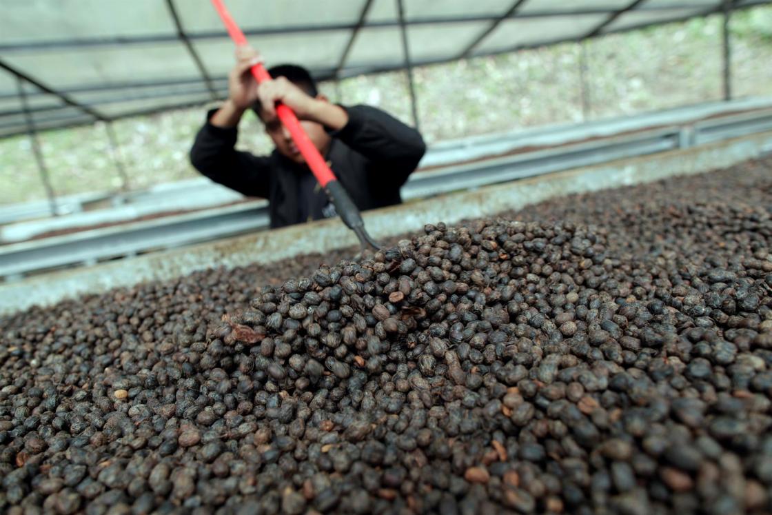 Fotografía de archivo en la que se registró a un hombre al remover granos de café sobre una cama africana para su secado, en la finca Elida Estate de la familia Lamastus, en la provincia de Chiriquí (Panamá). Panamá participará por primera vez en la expo Gulfood de Dubái, considerado el evento ferial de alimentos y bebidas más grande del mundo. EFE/Bienvenido Velasco
