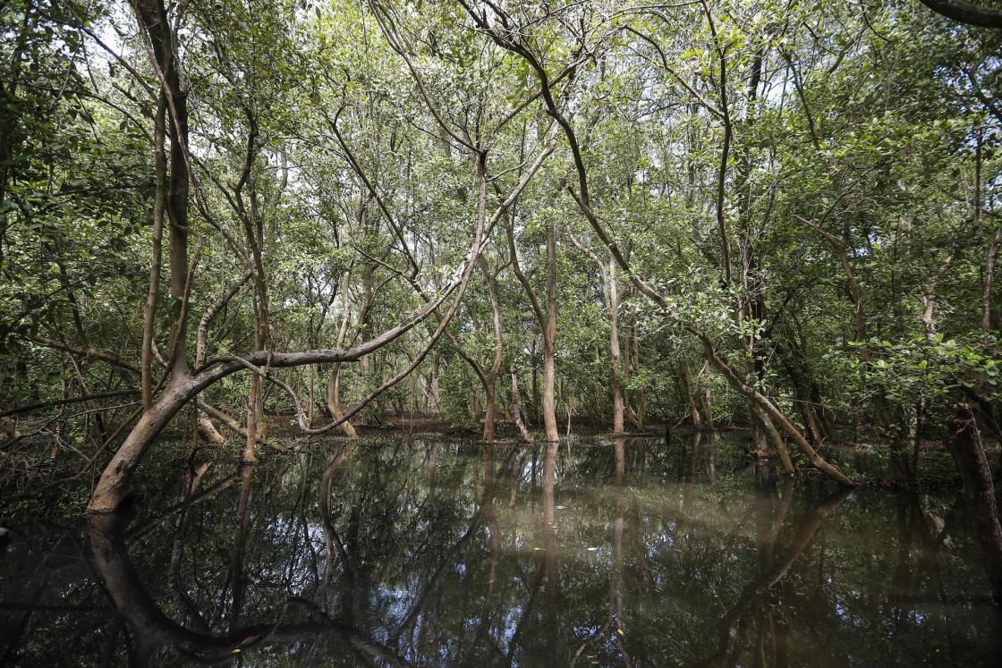 Fotografía de un manglar en la Zona de Baja Mar, en Costa Rica, en una fotografía de archivo. EFE/Jeffrey Arguedas