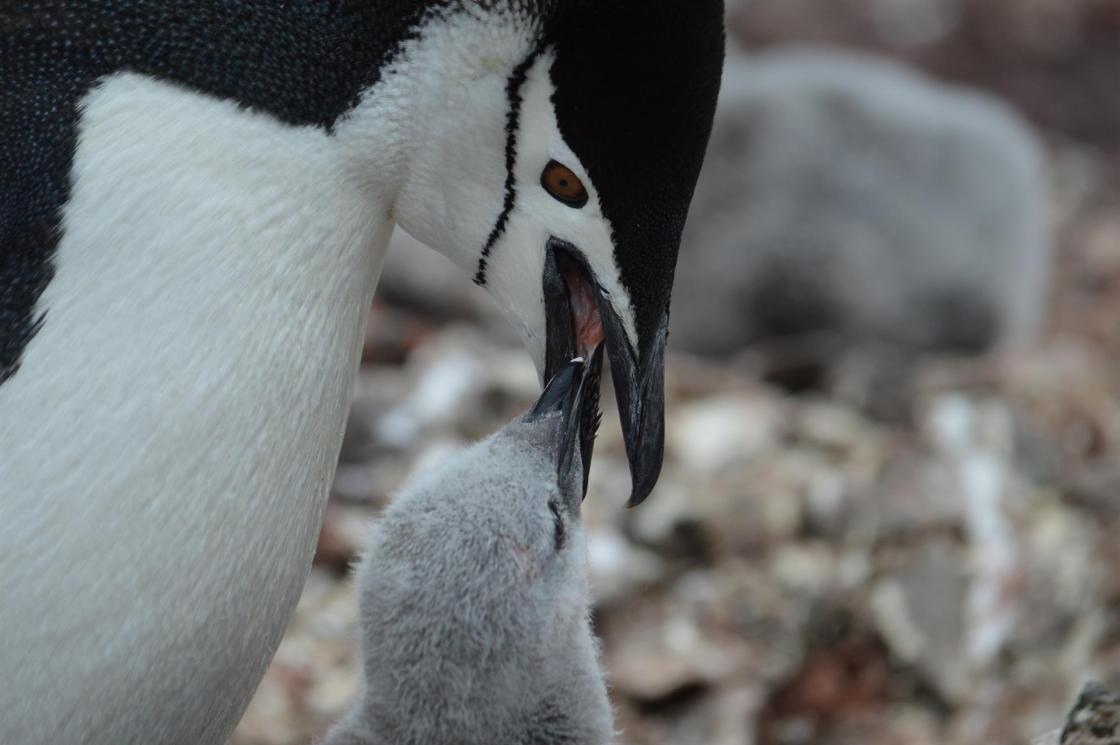 Fotografía cedida por Lucas Krüger muestra a un grupo de pingüinos mientras alimenta a su cría con Krill en la Antártida. EFE/ Lucas Krüger 