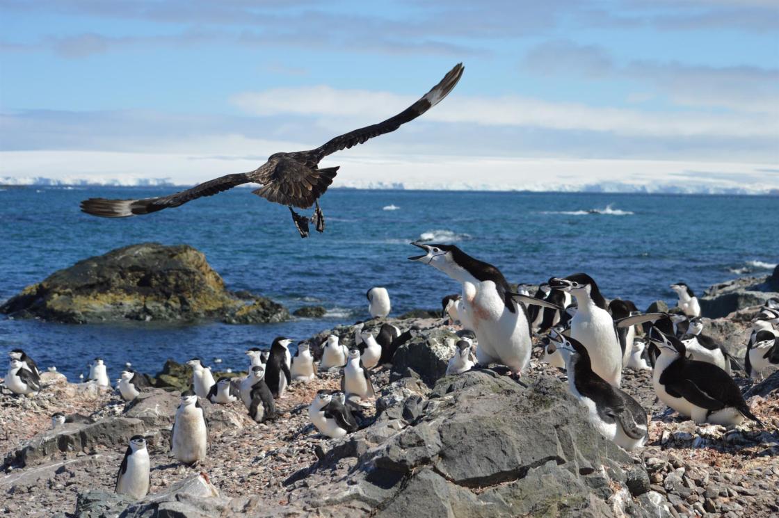 Fotografía cedida por Lucas Krüger muestra a un grupo de pingüinos en la Antártida. EFE/ Lucas Krüger
