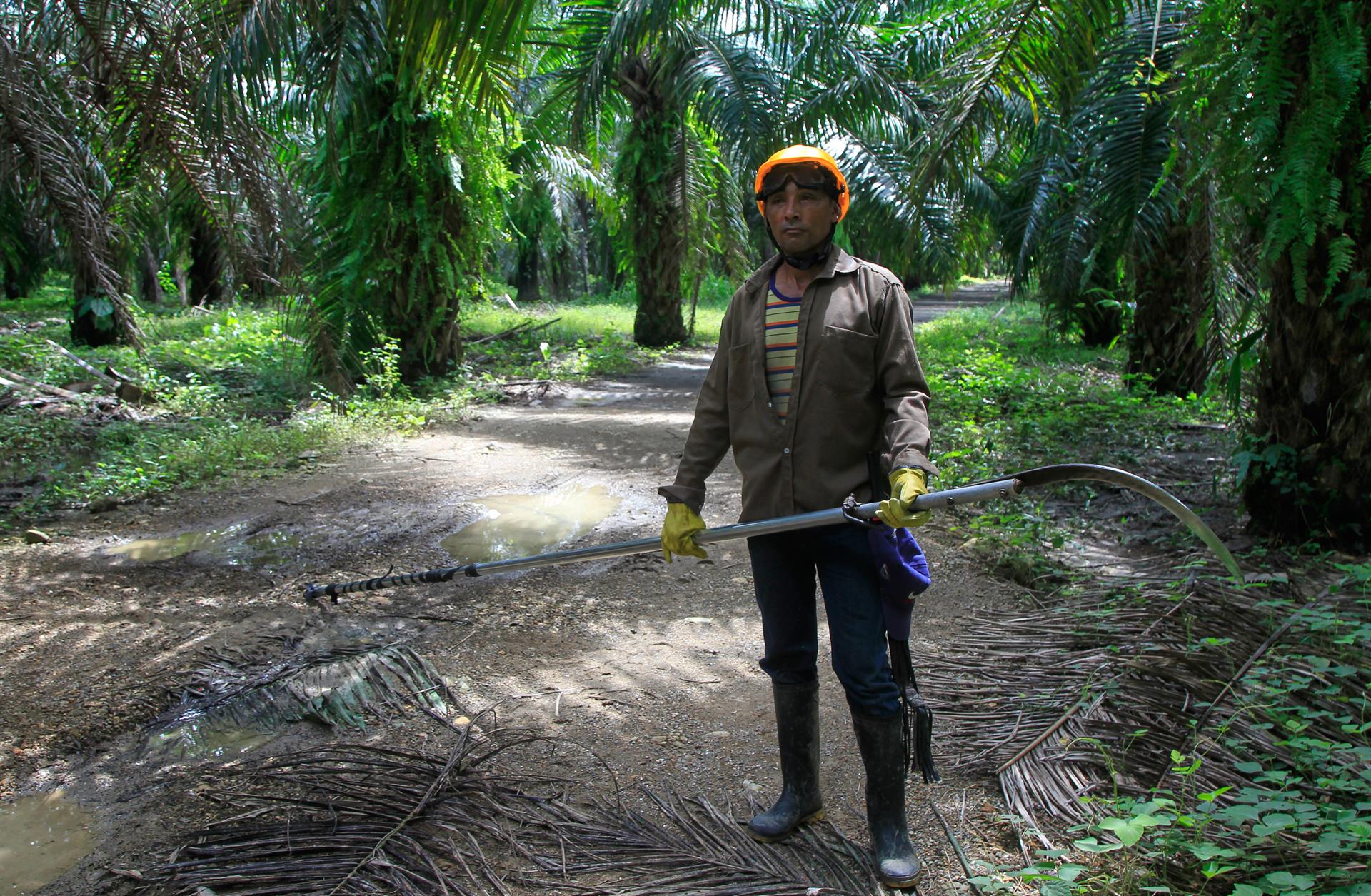 Fotografía del 26 de septiembre de 2022 que muestra un trabajador en la plantación de palma de aceite, finca Rionilo en el municipio de Mahates (norte de Colombia). EFE/Ricardo Maldonado Rozo