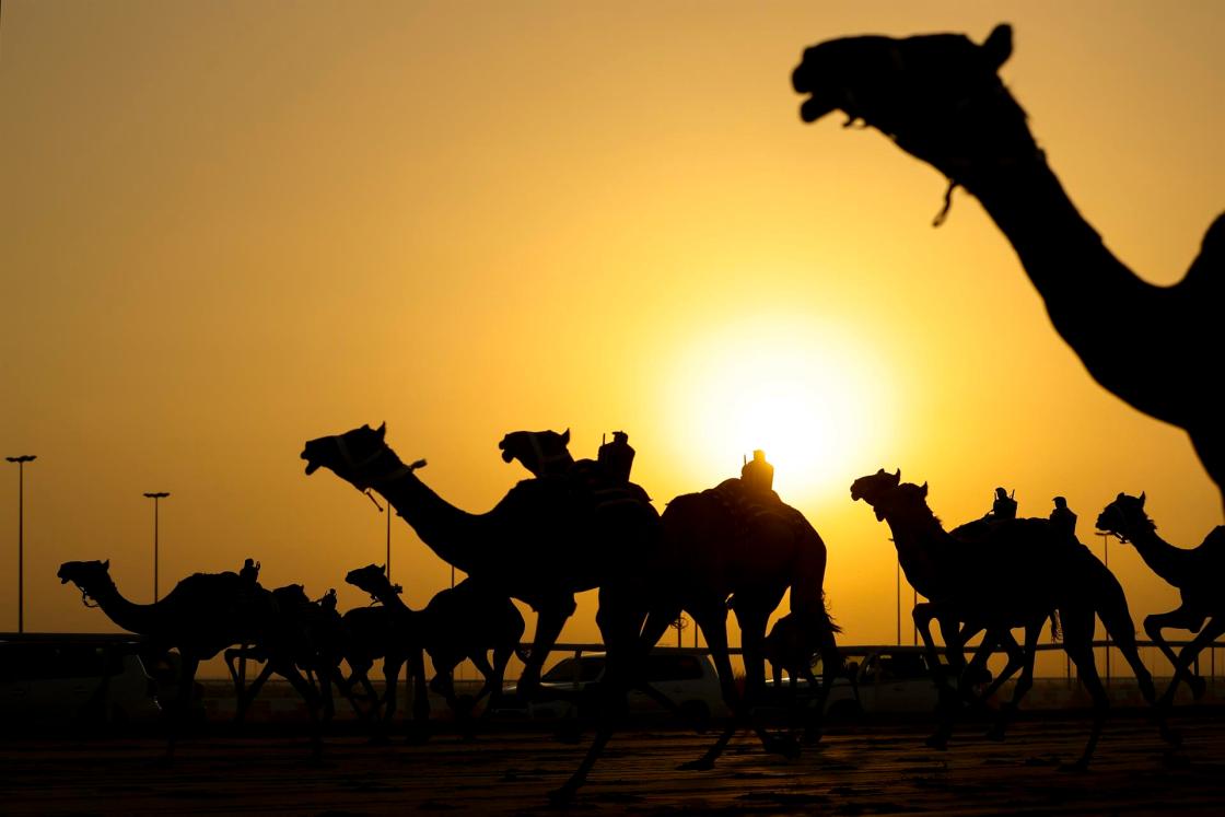 GRAF9092. DOHA, 07/10/2022.- El dromedario -también conocido como camello arábigo- es uno de los animales que ha acompañado a la sociedad catarí en su desarrollo, teniendo un papel importante en el pasado como símbolo de prosperidad o medio de transporte hasta llegar al carácter lúdico y de reclamo turístico actual, siendo las carreras de camellos arábigos una de las principales actividades de ocio de Catar. Estas populares competiciones nacieron en la década de 1970, y su escenario principal es Al Shahaniya, una ciudad a unos 20 kilómetros de la capital, Doha, donde se producen las principales carreras desde finales de septiembre hasta abril. En la foto, tomada el 24/09/2022, momento de unade las carreras en el circuito de Al Shahaniya. EFE/ Alberto Estévez