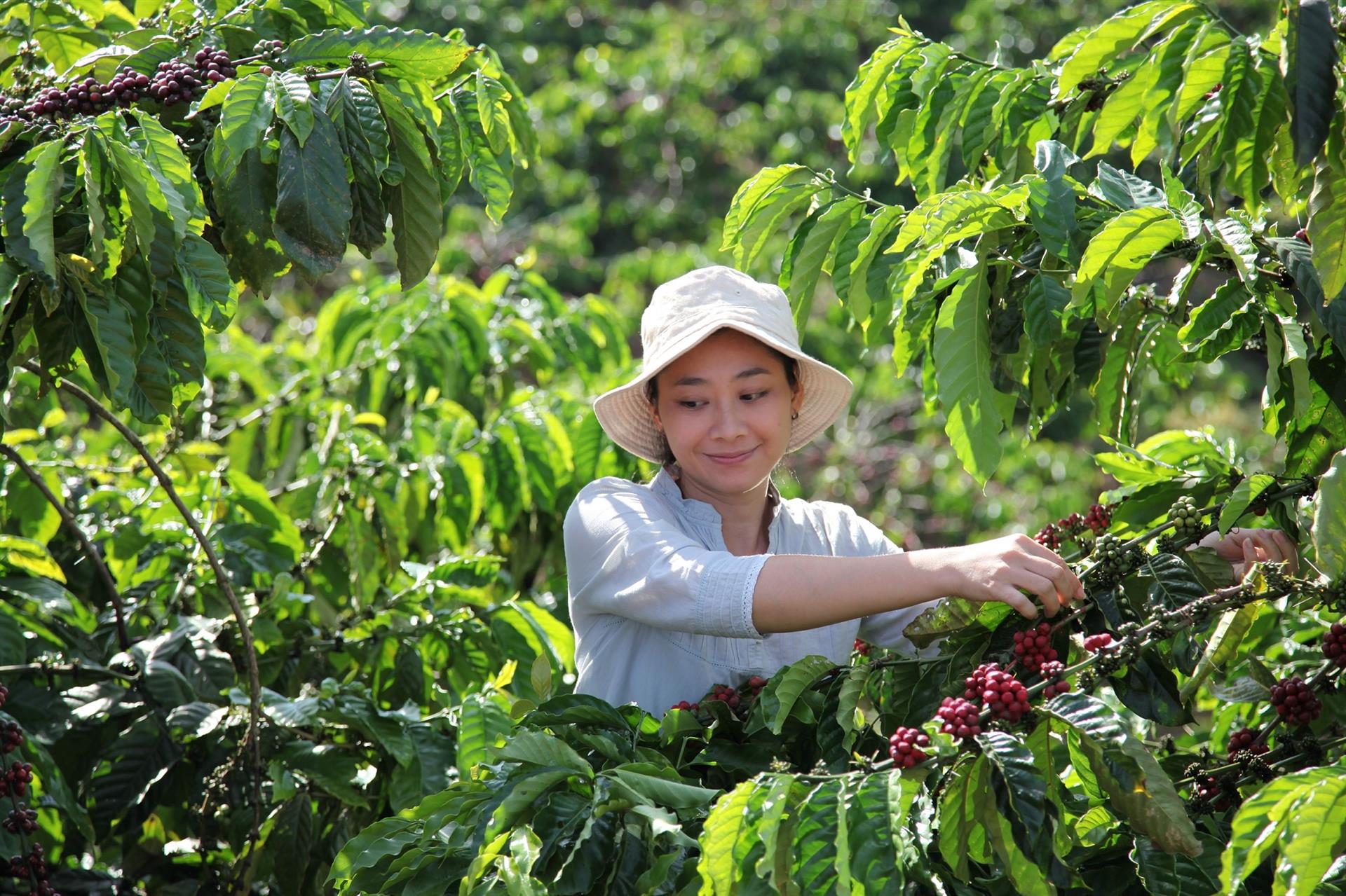 Mujer recogiendo plantas de café en Vietnam
