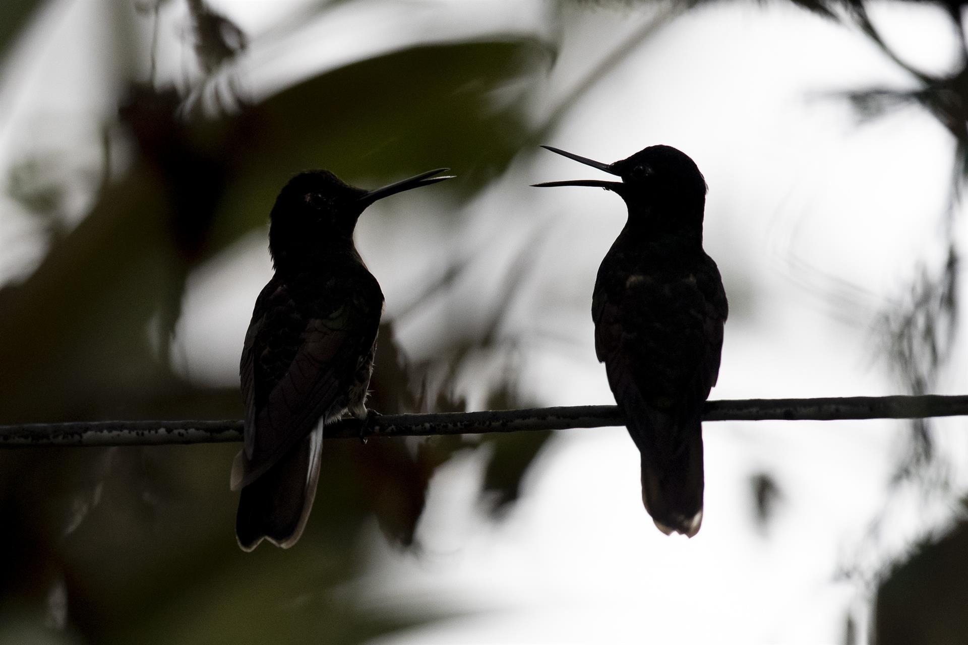 Fotografía de un colibrí, el 17 de noviembre de 2022 en Nanegalito, en la zona boscosa Chocó Andino de Pichincha, al noroccidente de Quito (Ecuador). EFE/ José Jácome