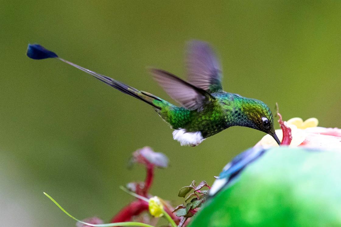 Fotografía de un colibrí, el 17 de noviembre de 2022, en Nanegalito, en la zona boscosa Chocó Andino de Pichincha, al noroccidente de Quito (Ecuador). EFE/ José Jácome 
