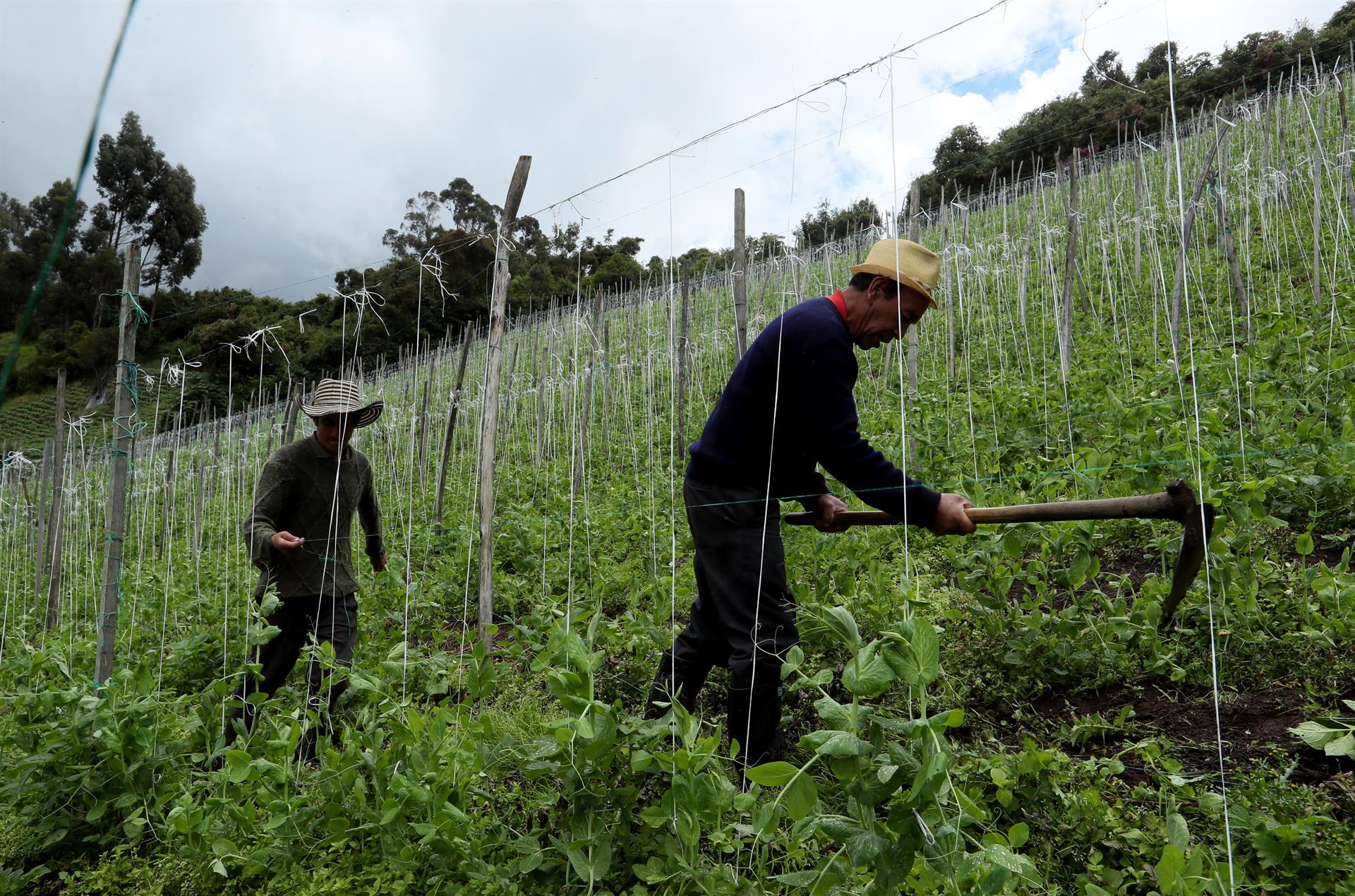 Fotografía de archivo de campesinos durante una jornada de trabajo en el campo de arveja en la población de Gualmatán (Colombia). EFE/MAURICIO DUEÑAS CASTAÑEDA