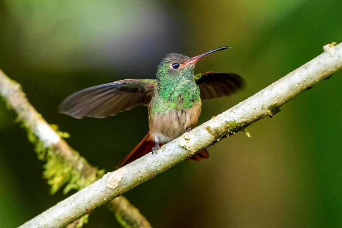 Fotografía de un colibrí, el 17 de noviembre de 2022, en Nanegalito, en la zona boscosa Chocó Andino de Pichincha, al noroccidente de Quito (Ecuador). EFE/ José Jácome 