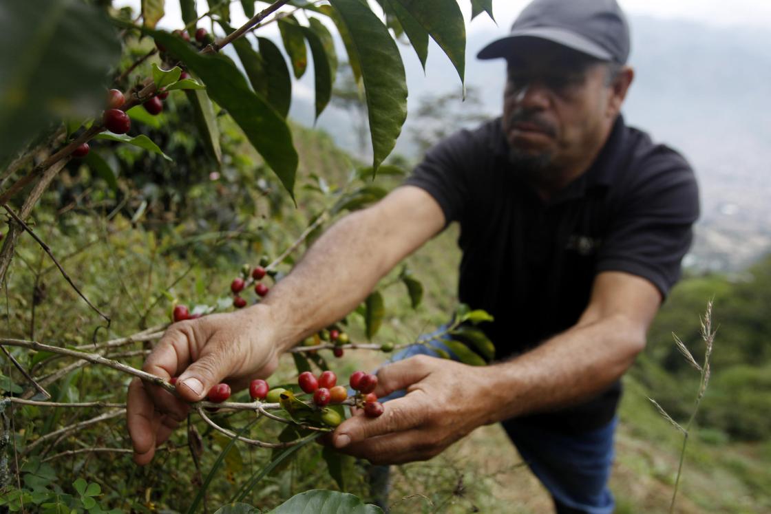Walter Enrique Patiño, propietario de la finca "Nuevo Cielo", trabaja con sus plantas de café, el 16 de febrero de 2023, en Bello (Colombia). Desde la montaña más alta de la aldea Potreritos, donde está enclavada la finca Nuevo Cielo, el colombiano Walter Patiño Patiño ha visto cómo la expansión de áreas urbanas amenaza la vida rural y asedia el pequeño paraíso en el que creció rodeado de los cafetales que hoy proveen su sustento e inspiran un proyecto de agroturismo. "El urbanismo nos está apretando por toda parte", dice a EFE Walter mientras mira desde el balcón de su casa parte de Bello, municipio vecino de Medellín, en el que "149 familias, distribuidas en seis veredas, viven del café". EFE/ Luis Eduardo Noriega A.