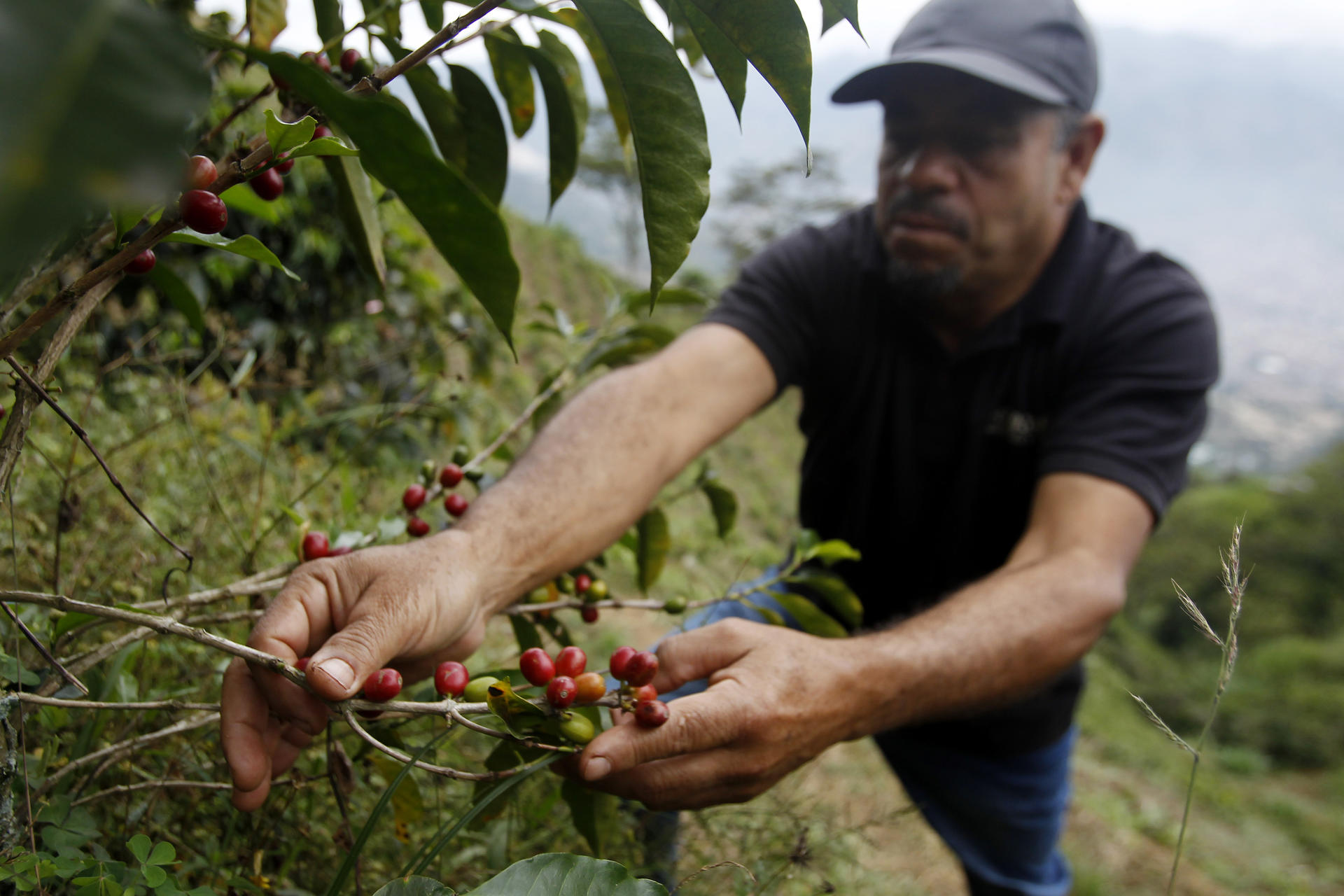 Walter Enrique Patiño, propietario de la finca "Nuevo Cielo", trabaja con sus plantas de café, el 16 de febrero de 2023, en Bello (Colombia). Desde la montaña más alta de la aldea Potreritos, donde está enclavada la finca Nuevo Cielo, el colombiano Walter Patiño Patiño ha visto cómo la expansión de áreas urbanas amenaza la vida rural y asedia el pequeño paraíso en el que creció rodeado de los cafetales que hoy proveen su sustento e inspiran un proyecto de agroturismo. "El urbanismo nos está apretando por toda parte", dice a EFE Walter mientras mira desde el balcón de su casa parte de Bello, municipio vecino de Medellín, en el que "149 familias, distribuidas en seis veredas, viven del café". EFE/ Luis Eduardo Noriega A.