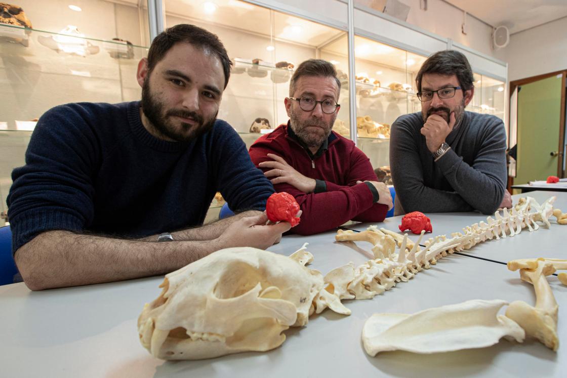 GRAF8010. MÁLAGA, 04/02/2023.- (I-d) Los paleontólogos de la Universidad de Málaga (UMA), Alejandro Pérez, el profesor titular de Paleontología, Borja Figueirido y Alberto Martín, posan con el esqueleto del Miracinonyx trumani, comúnmente conocido como guepardo americano y que vivió en América del Norte hace mas de 13.000 años. EFE/Jorge Zapata.