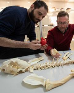 MÁLAGA, 04/02/2023.- (I-d) Los paleontólogos de la Universidad de Málaga (UMA), Alejandro Pérez, y el profesor titular de Paleontología, Borja Figueirido, posan con el esqueleto del Miracinonyx trumani, comúnmente conocido como guepardo americano y que vivió en América del Norte hace mas de 13.000 años. EFE/Jorge Zapata. 