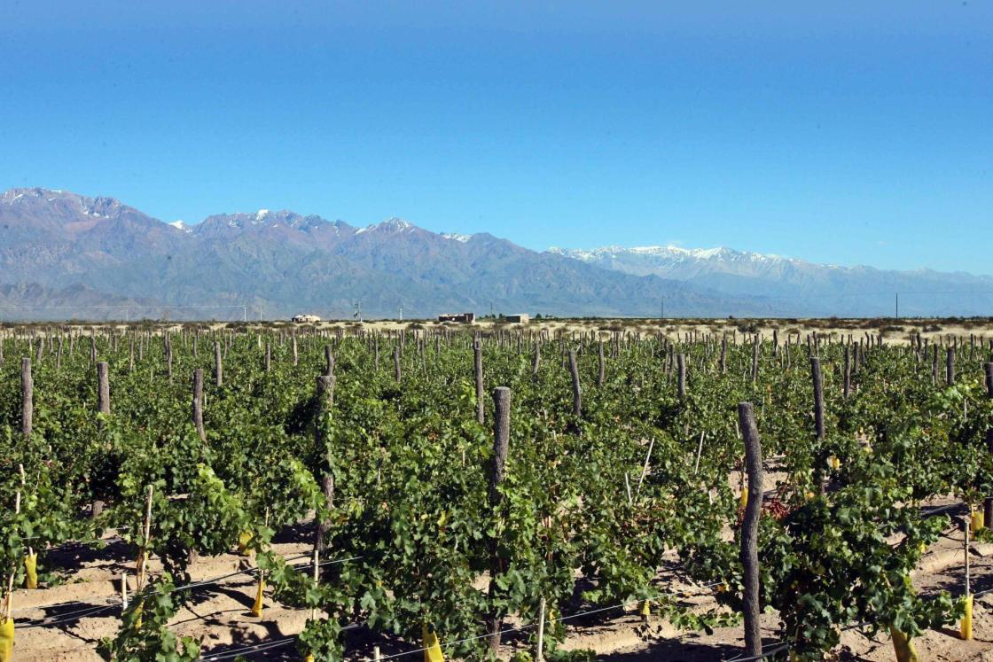 Foto de archivo. Viñedos en la provincia de Mendoza, junto a la cordillera de los Andes (Argentina). EFE/ Cézaro De Luca