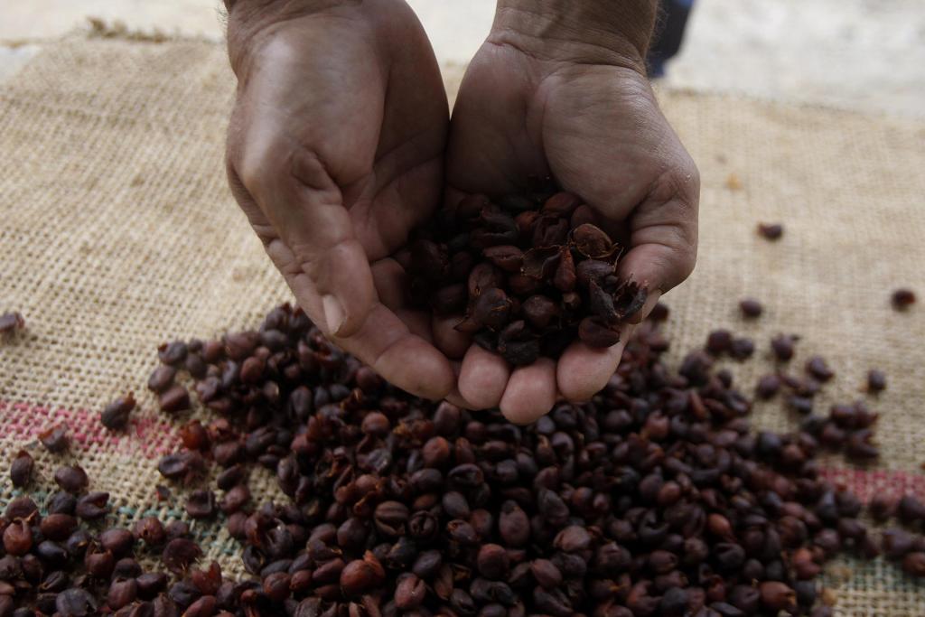 Fotografía de una selección de granos de café de la empresa Bello Café, el 16 de febrero de 2023, en Bello (Colombia). Desde la montaña más alta de la aldea Potreritos, donde está enclavada la finca Nuevo Cielo, el colombiano Walter Patiño Patiño ha visto cómo la expansión de áreas urbanas amenaza la vida rural y asedia el pequeño paraíso en el que creció rodeado de los cafetales que hoy proveen su sustento e inspiran un proyecto de agroturismo. "El urbanismo nos está apretando por toda parte", dice a EFE Walter mientras mira desde el balcón de su casa parte de Bello, municipio vecino de Medellín, en el que "149 familias, distribuidas en seis veredas, viven del café". EFE/ Luis Eduardo Noriega A.