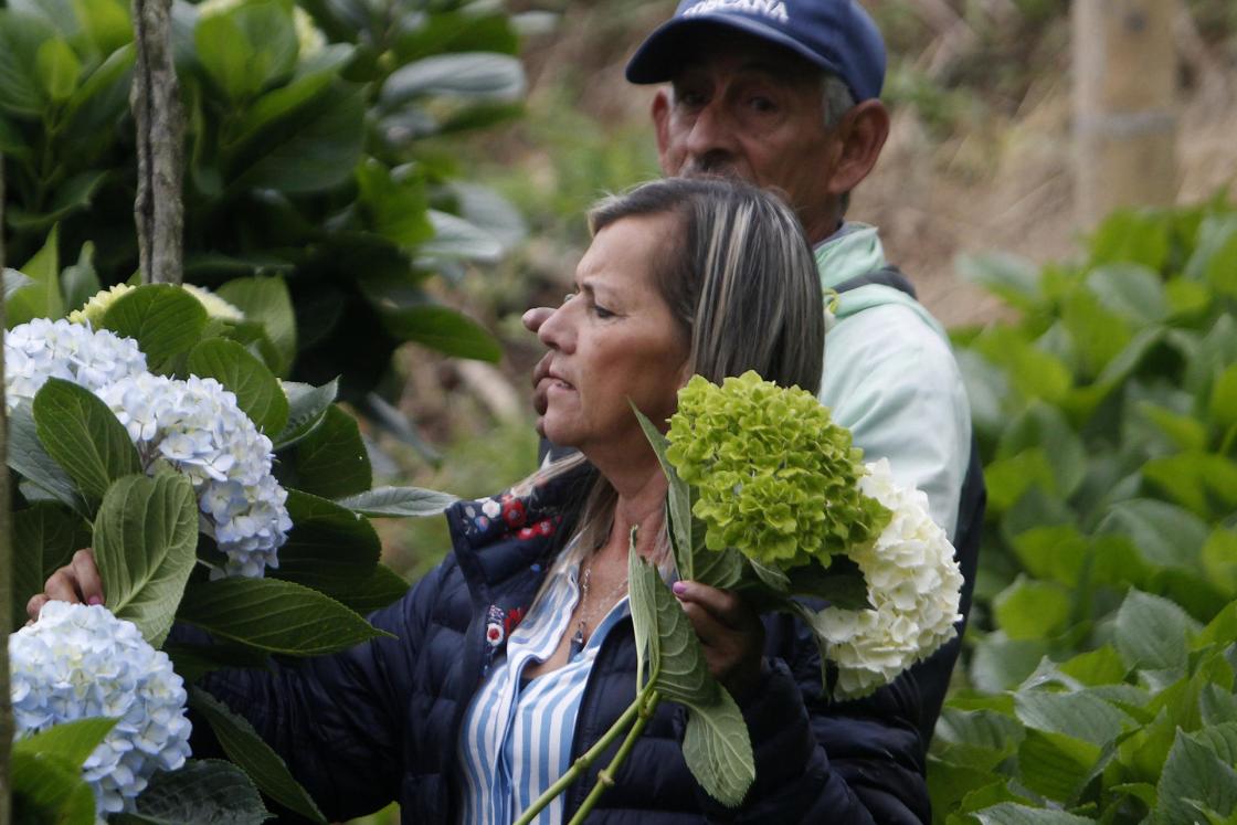 María Rosmery Martínez, propietaria de la agroempresa Los Cacahuates S.A.S., selecciona hortensias el 2 de marzo de 2023, en el municipio de Carmen de Viboral (Colombia). EFE/LUIS EDUARDO NORIEGA A.