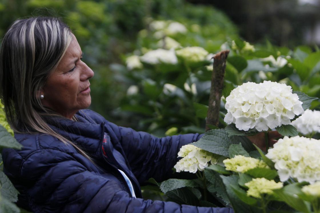 María Rosmery Martínez, propietaria de la agroempresa Los Cacahuates S.A.S., selecciona hortensias el 2 de marzo de 2023, en el municipio de Carmen de Viboral (Colombia). EFE/LUIS EDUARDO NORIEGA A. 