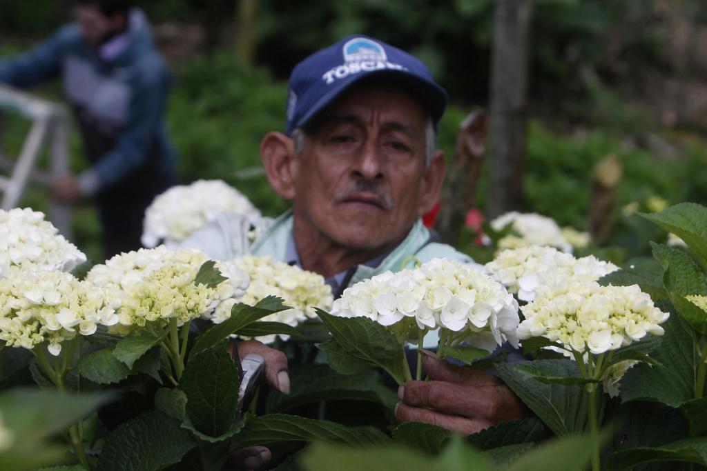Antonio Vásquez, copropietario de la agroempresa Los Cacahuates S.A.S., trabaja en su cultivo el 2 de marzo de 2023, en el municipio de Carmen de Viboral (Colombia). EFE/LUIS EDUARDO NORIEGA A.