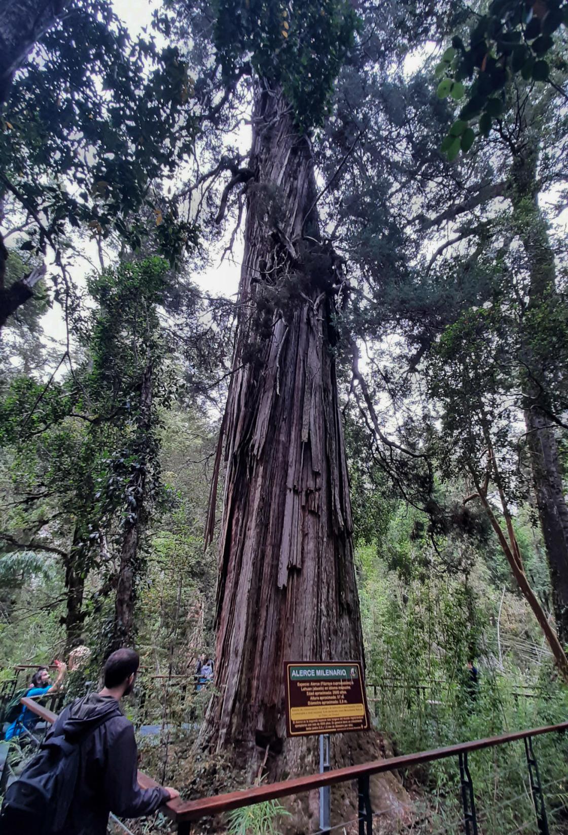 El 'lahuán' o alerce milenario es apreciado, con sus más de 2600 años de vida, por los turistas que visitan cada año el Parque Nacional Los Alerces, el 18 de febrero de 2023 en Chubut (Argentina). EFE/Concepción M. Moreno