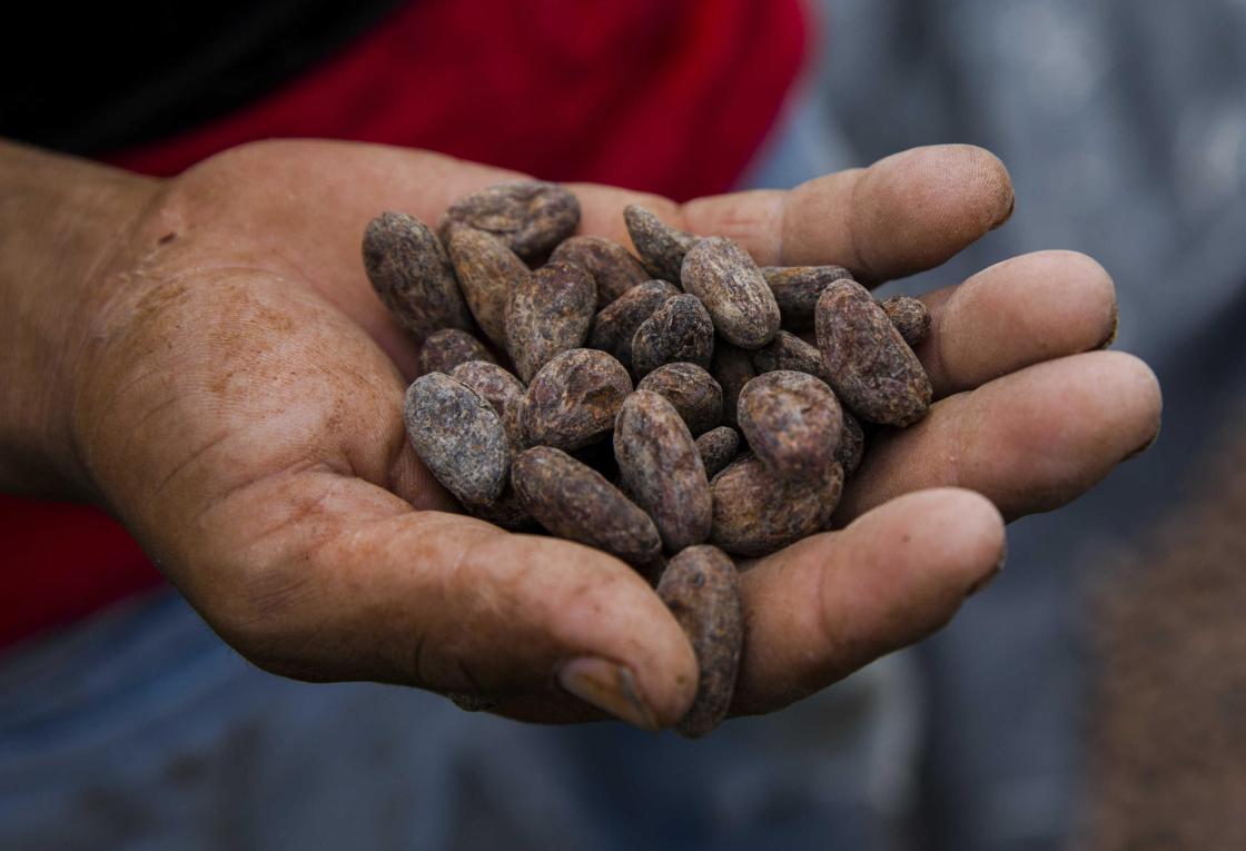 Foto de archivo.Un hombre muestra unas semillas de cacao secas en un acopio de semillas en el municipio Matiguas de la ciudad de Matagalpa (Nicaragua). EFE/Jorge Torres