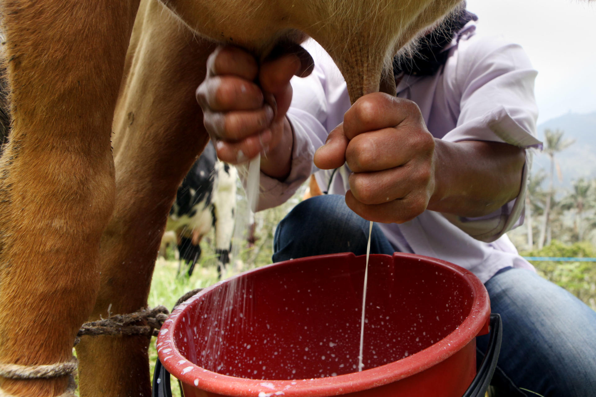 Fotografía del 3 de febrero de 2016 de un campesino colombiano ordeñando una vaca. EFE/Christian Escobar Mora