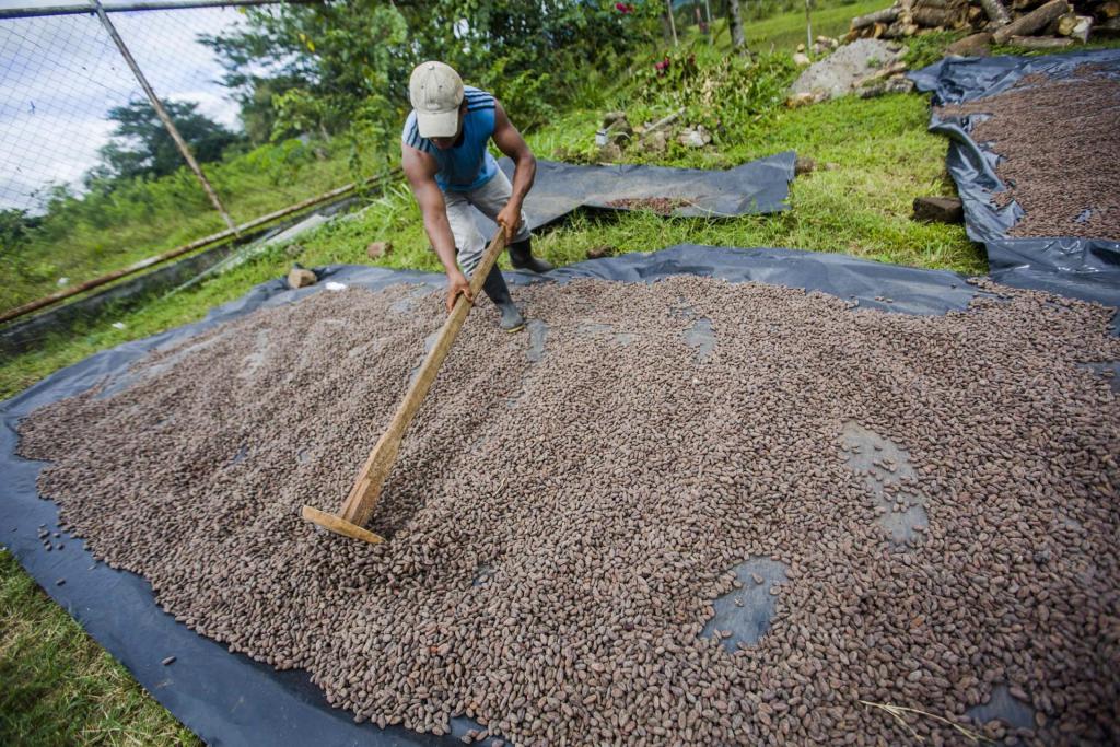 Foto de archivo en un acopio de semillas de cacao en el municipio Matiguas de la ciudad de Matagalpa (Nicaragua). EFE/Jorge Torres