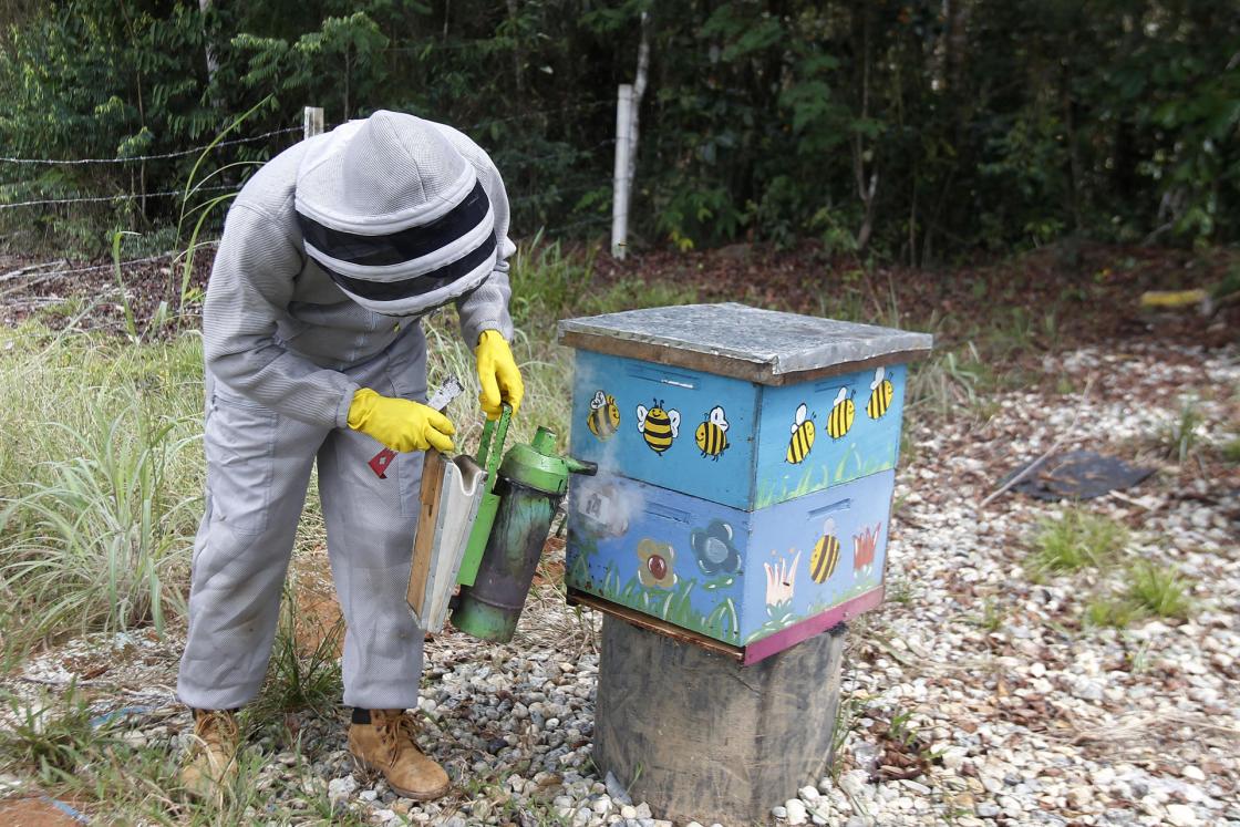 El apicultor Abel Viloria Ríos se prepara para abrir una colmena, el 23 de abril de 2023 en el apiario Margarita en el municipio de Zaragoza, Antioquia (Colombia). En el Bajo Cauca colombiano, un territorio golpeado por la violencia donde la apicultura se convirtió en una alternativa de restauración social, económica y ecológica, más de 200 productores de miel aprendieron a cuidar sus abejas de los efectos del cambio climático con métodos artesanales e ingeniosos. EFE/ Luis Eduardo Noriega A.