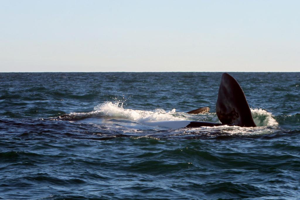 Fotografía de archivo fechada el 10 de junio de 2016 que muestra a dos ballenas francas en la Península Valdés, cerca a Puerto Madryn en la provincia de Chubut (Argentina). EFE/Alberto Ortiz