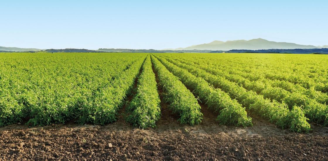 Nestlé ha ahorrado más de 1,4 millones de metros cúbicos de agua, durante nueve años, con el cultivo sostenible de tomates, lo que equivale al consumo diario de más de 10,5 millones de personas, según han informado hoy fuentes de la compañía.