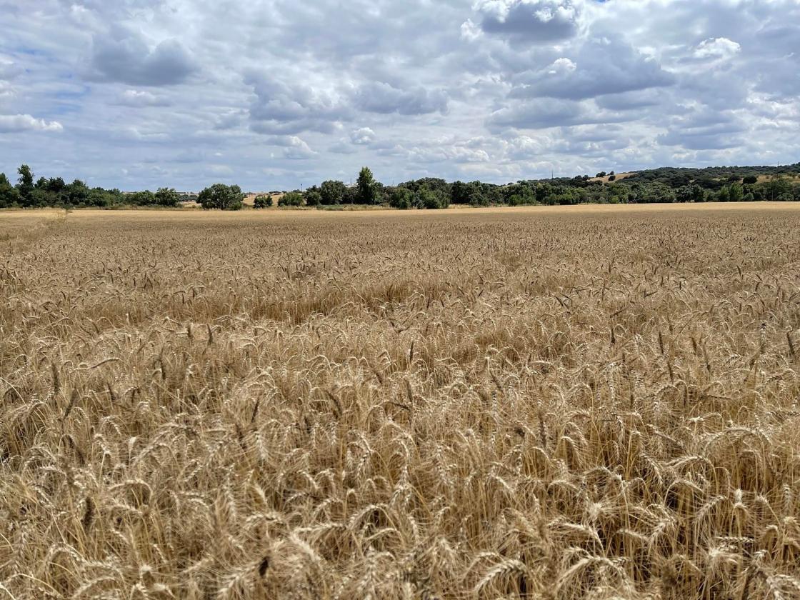Imagen de un campo de producción de cereal