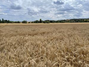 Imagen de un campo de producción de cereal
