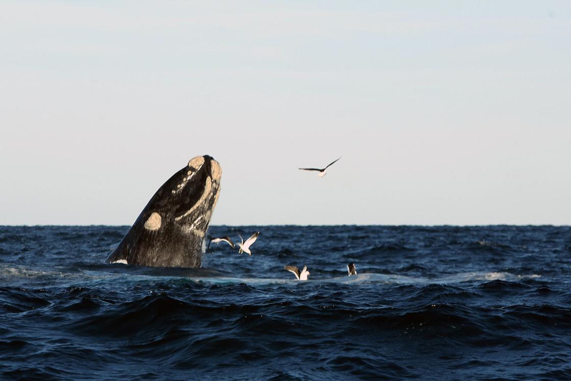Fotografía de archivo fechada el 10 de junio de 2016 que muestra una ballena franca en la Península Valdés, cerca a Puerto Madryn en la provincia de Chubut (Argentina). EFE/Alberto Ortiz