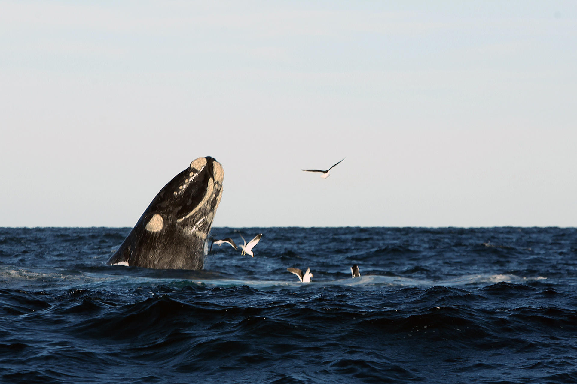 Fotografía de archivo fechada el 10 de junio de 2016 que muestra una ballena franca en la Península Valdés, cerca a Puerto Madryn en la provincia de Chubut (Argentina). EFE/Alberto Ortiz