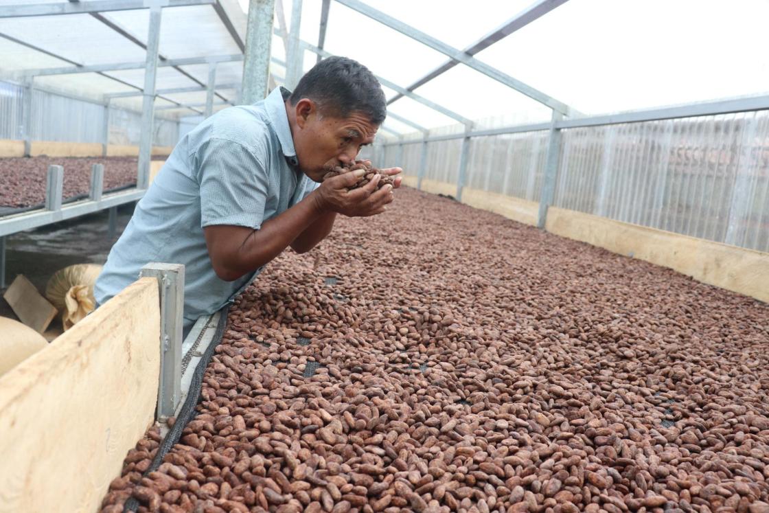 Fotografía cedida por Judit Vanegas Ferrey de Sebastián Tiul, líder productor con parcela piloto SAF cacao, en la zona norte de Guatemala en las instalaciones de la Asociación de Desarrollo Integral Ox’ Eek Santa María Cahabón (ADIOESMAC) (Guatemala). Productores de cacao de cuatro países de Centroamérica han dejado el monocultivo para sembrar este grano en sitios reforestados como parte de un proyecto piloto, lo que contribuyó a la captura de carbono y a un mejor manejo de los recursos hídricos y del suelo, así como a la protección de la biodiversidad, además de resultar en un aumento de la productividad, destacaron este miércoles los promotores de la acción. EFE/ Judit Vanegas Ferrey/ SOLO USO EDITORIAL/NO VENTAS/SOLO DISPONIBLE PARA ILUSTRAR LA NOTICIA QUE ACOMPAÑA/CRÉDITO OBLIGATORIO 