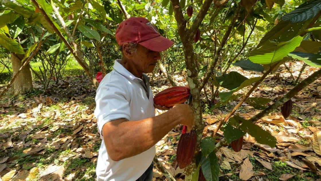 Fotografía cedida por Exportadora Atlantic S.A del productor Juan Pablo Ruiz Urrutia trabaja en su parcela piloto de SAF cacao ubicada en la comunidad de Rancho Alegre, municipio de Rancho Grande, Matagalpa (Nicaragua). Productores de cacao de cuatro países de Centroamérica han dejado el monocultivo para sembrar este grano en sitios reforestados como parte de un proyecto piloto, lo que contribuyó a la captura de carbono y a un mejor manejo de los recursos hídricos y del suelo, así como a la protección de la biodiversidad, además de resultar en un aumento de la productividad, destacaron este miércoles los promotores de la acción. EFE/ Exportadora Atlantic S.a SOLO USO EDITORIAL/NO VENTAS/SOLO DISPONIBLE PARA ILUSTRAR LA NOTICIA QUE ACOMPAÑA/CRÉDITO OBLIGATORIO