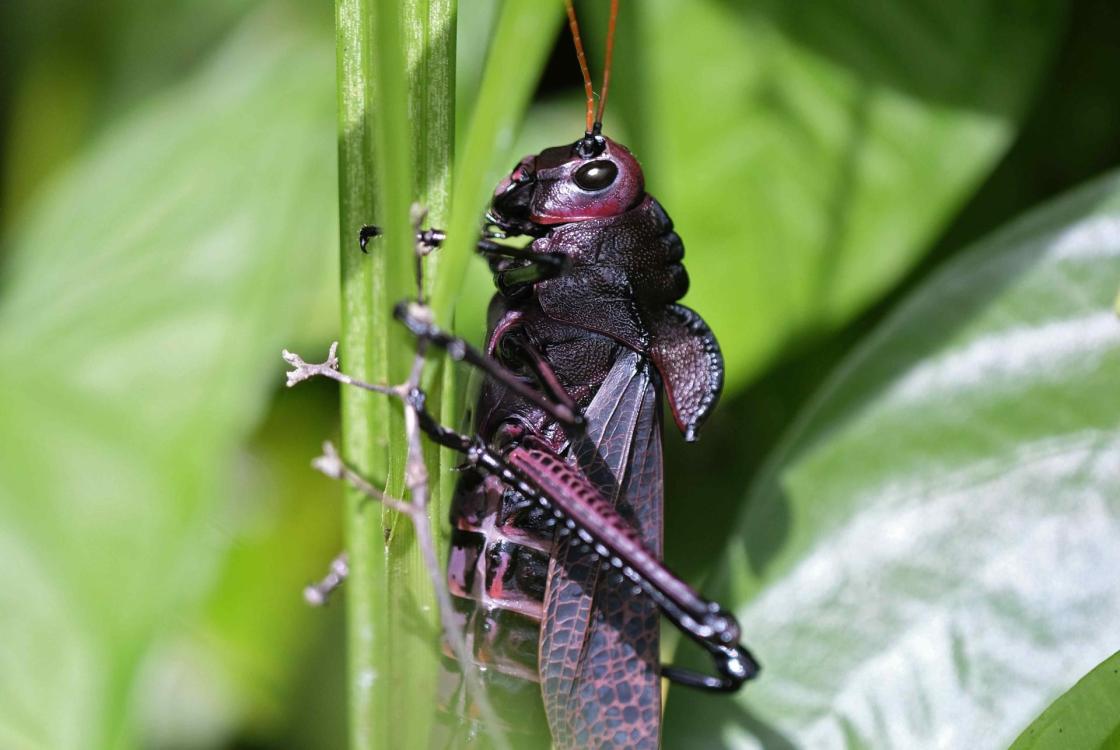 Fotografía de un saltamontes dentro de la reserva biológica la Selva en la zona de Sarapiquí, el 27 de junio de 2023, al noreste de San José (Costa Rica).EFE/ Jeffrey Arguedas