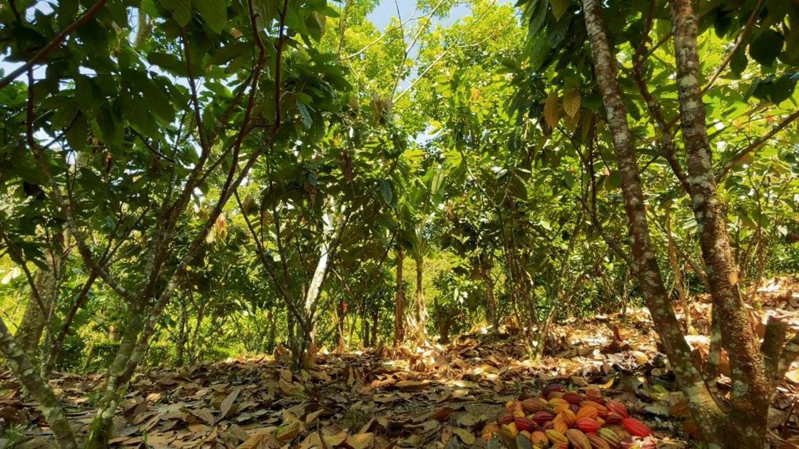 Fotografía cedida por Exportadora Atlantic S.Ade la parcela piloto de SAF cacao, del productor Juan Pablo Ruiz, ubicada en la comunidad de Rancho Alegre, municipio de Rancho Grande, Matagalpa (Nicaragua). Productores de cacao de cuatro países de Centroamérica han dejado el monocultivo para sembrar este grano en sitios reforestados como parte de un proyecto piloto, lo que contribuyó a la captura de carbono y a un mejor manejo de los recursos hídricos y del suelo, así como a la protección de la biodiversidad, además de resultar en un aumento de la productividad, destacaron este miércoles los promotores de la acción. EFE/ Exportadora Atlantic S.a SOLO USO EDITORIAL/NO VENTAS/SOLO DISPONIBLE PARA ILUSTRAR LA NOTICIA QUE ACOMPAÑA/CRÉDITO OBLIGATORIO 