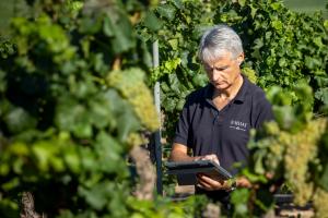 La bodega Raimat ha iniciado hoy la temporada de vendimia con optimismo y buenas previsiones", debido a la implementación en la viña de técnicas innovadoras y pioneras frente al cambio climático. EFE/CODORNIÚ/IMAGEN CEDIDA/CRÉDITO OBLIGATORIO