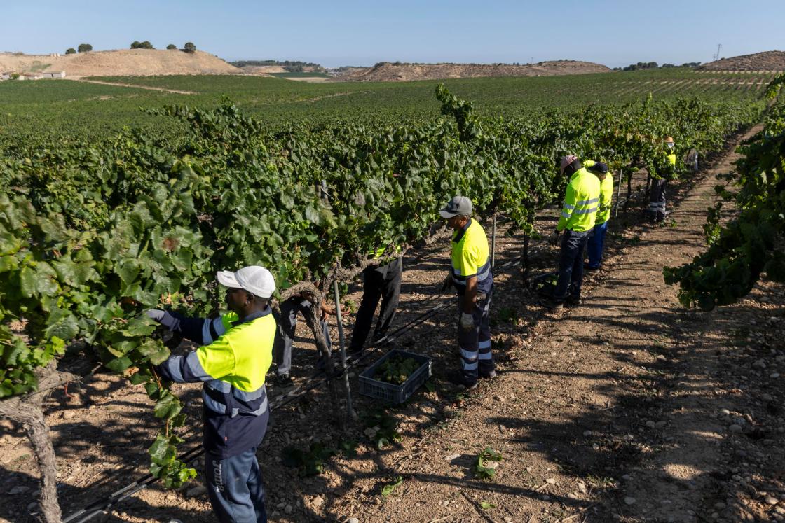 La bodega Raimat ha iniciado hoy la temporada de vendimia con optimismo y buenas previsiones". EFE/CODORNIÚ/IMAGEN CEDIDA/CRÉDITO OBLIGATORIO