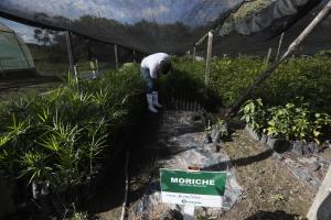 Un hombre trabaja en un vivero de plantas de moriche, el 11 de julio de 2023, en San José del Guaviare (Colombia). EFE/Ernesto Guzmán