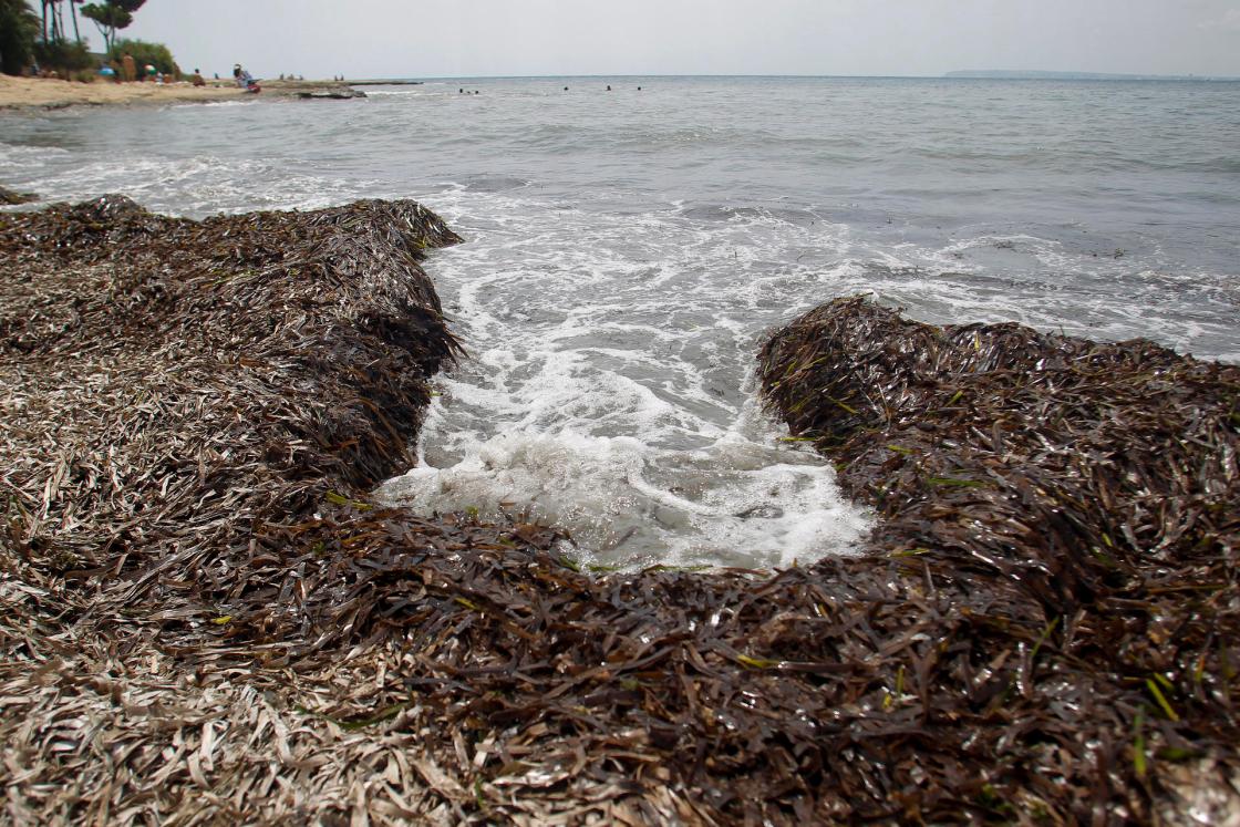 Restos de posidonia en la zona del Cabo de las Huertas de Alicante. EFE/Morell