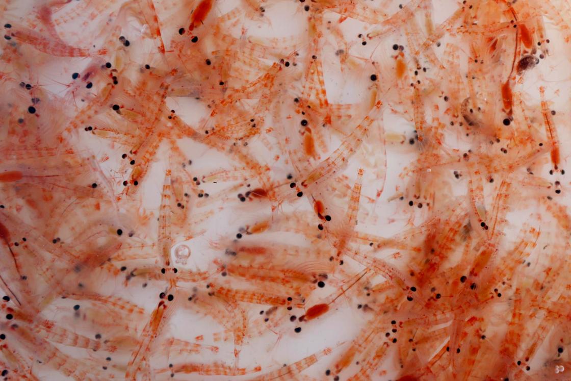 Krill antártico. EFE/Arquivo/FELIPE TRUEBA 