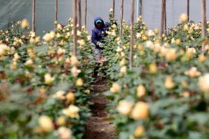 Trabajadores cosechan rosas en una plantación de la empresa Floraroma el 1 de agosto de 2023, en Cayambe (Ecuador). EFE/Santiago Fernández