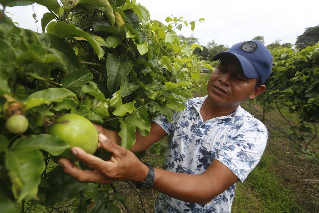 Un hombre sostiene un fruto de maracuyá, el 11 de julio de 2023, en San José del Guaviare (Colombia). EFE/Ernesto Guzmán
