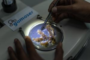 Personal de Global Omnium analiza una muestras de algas recogidas en la costa de Valencia. EFE/Biel Aliño