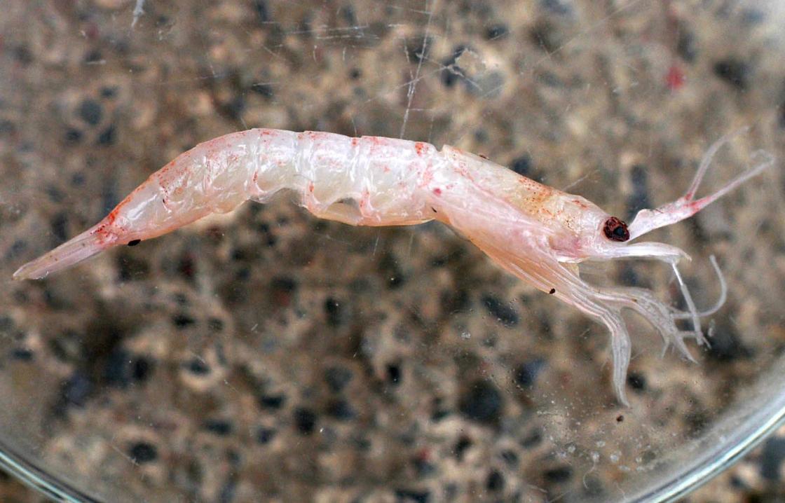 Un krill capturado en la Isla Rey Jorge, es observado através de un microscópio en el estudio de la microbióloga Odilé Volontiero, científica del Instituto Clemente Estable, en la Base científica Artigas, en la Antártida. EFE/Archivo/Iván Franco. 