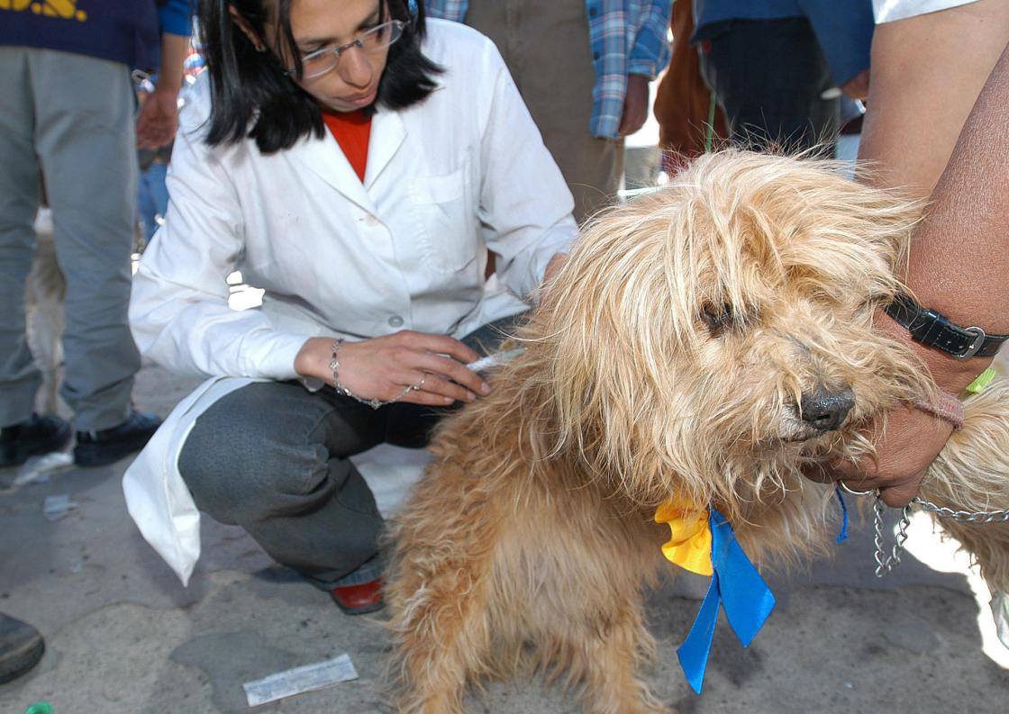Fotografía de archivo feque muestra a una funcionaria del Ministerio de Salud mientras coloca una vacuna anti-raya gotibia a un perro, en La Paz (Bolivia). EFE/Martín Alipaz /ARCHIVO