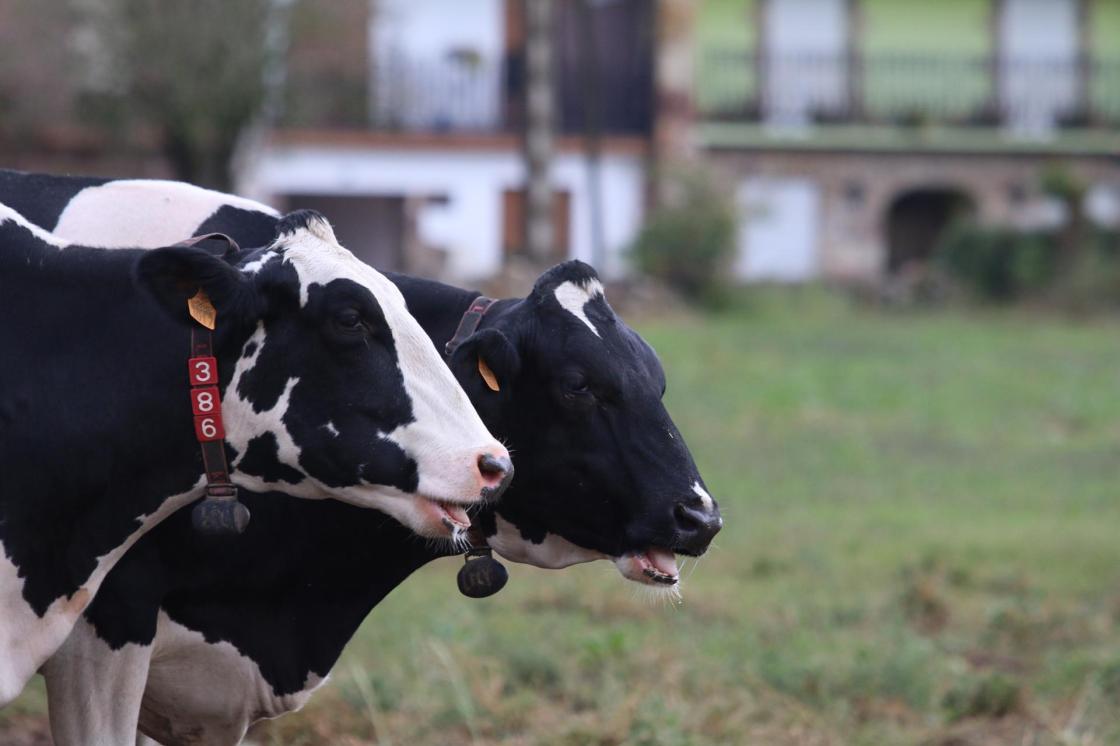 Nestlé invierte más de un millón desde 2021 en granjas de leche para reducir sus emisiones