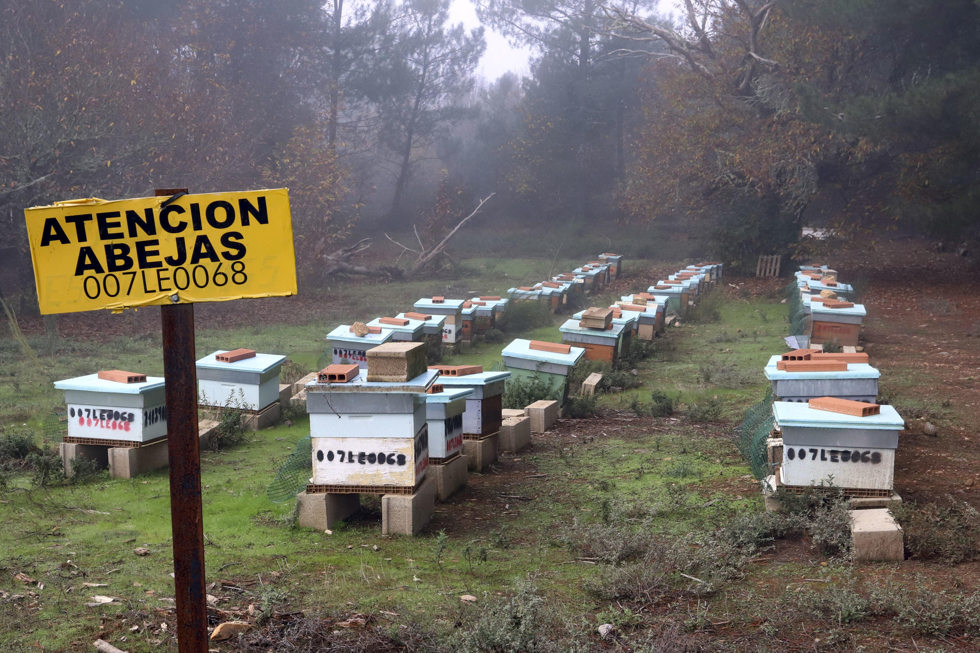 ARGANZA (LEÓN), 22/11/2023.- El proyecto que promueve la compañía tecnológica LG para repoblar la península con 47 millones de ejemplares de Apis mellifera iberiensis, más conocida como abeja ibérica, llega a la comarca leonesa del Bierzo, con el comienzo en un paraje natural del municipio de Arganza los estudios para garantizar su reintroducción con garantías de éxito. EFE/ Ana F. Barredo