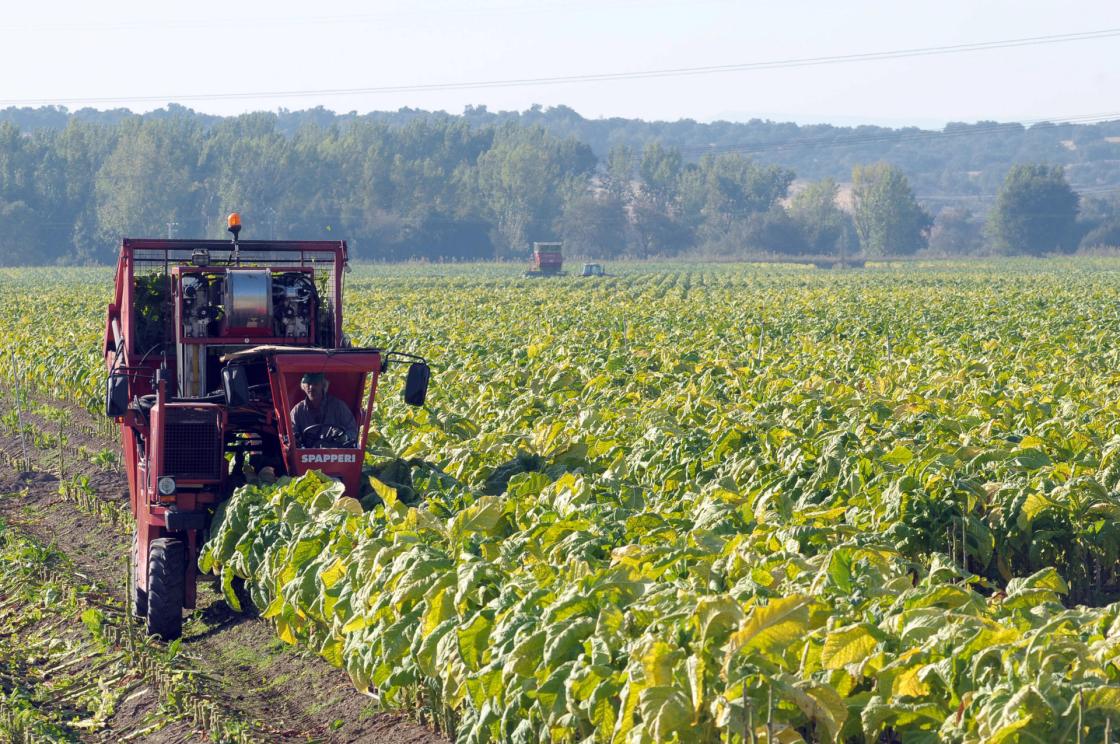 FILE image illustrating harvest work in crop fields. EFE/Jero Morales